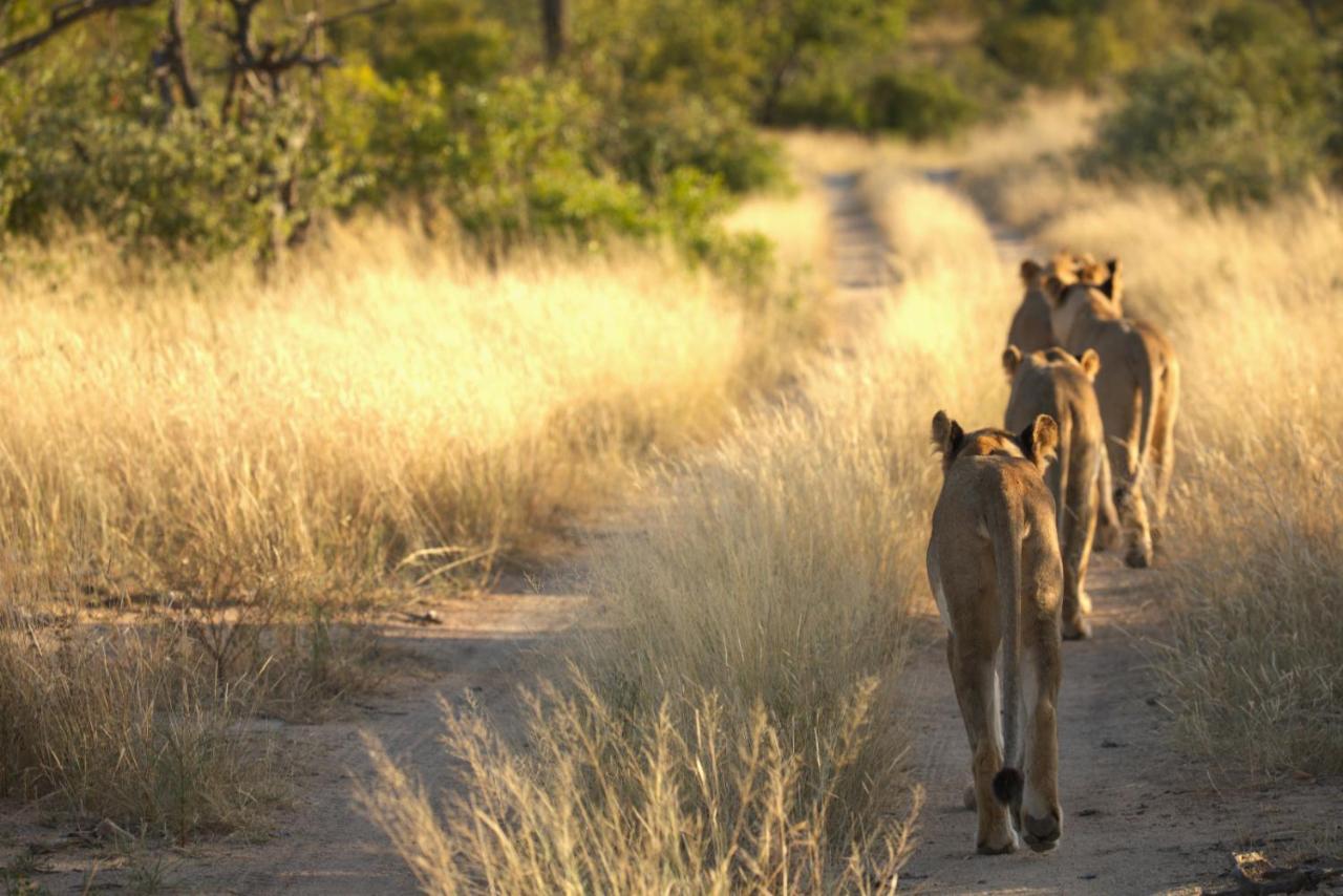 Imagine Africa Luxury Tented Camp バルレ・ゲーム・リザーブ エクステリア 写真