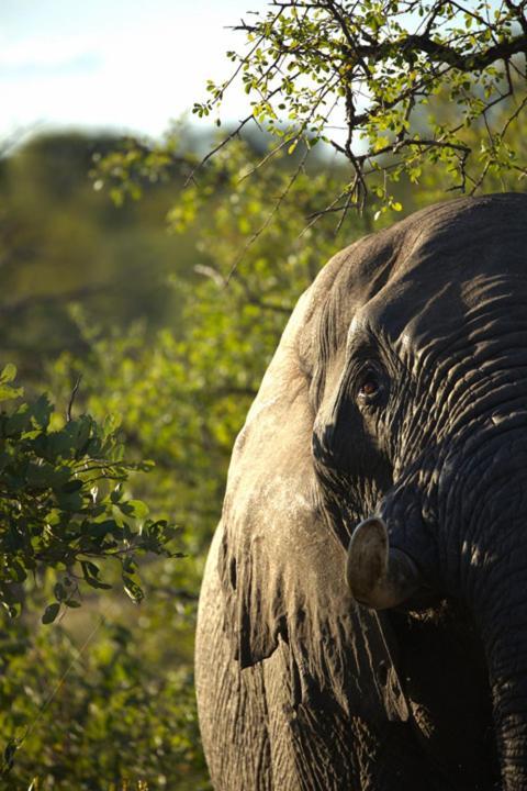 Imagine Africa Luxury Tented Camp バルレ・ゲーム・リザーブ エクステリア 写真